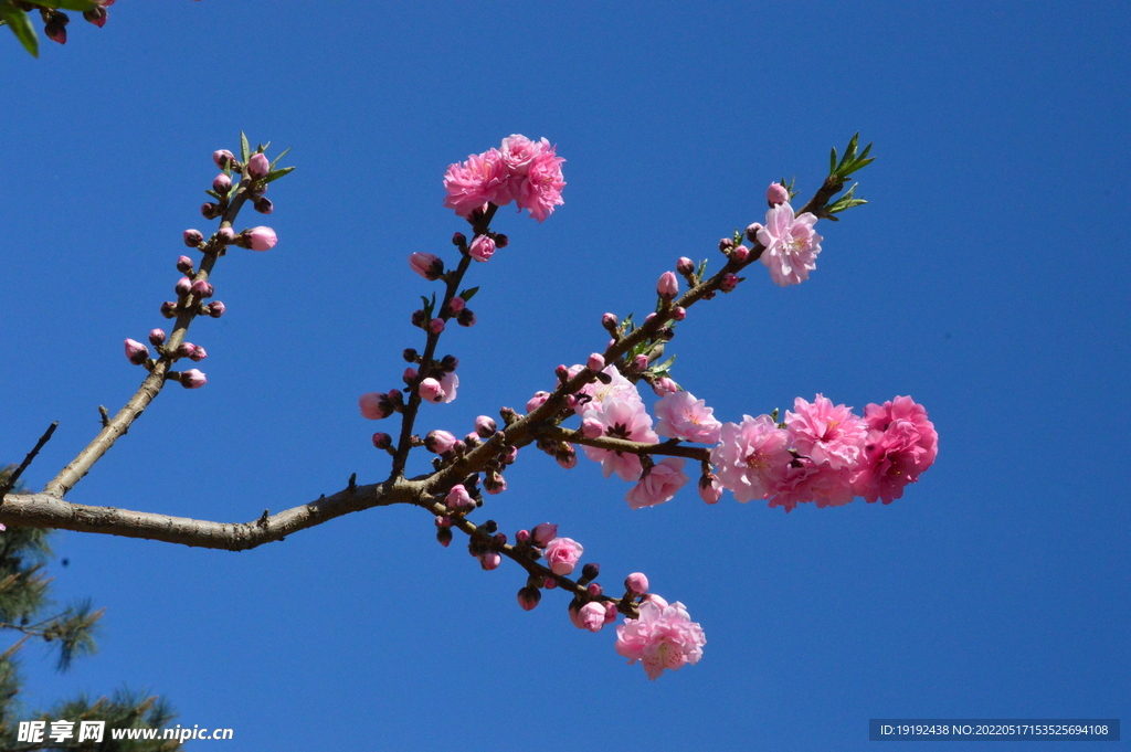 碧桃花