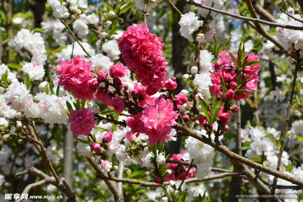 碧桃花 碧桃 