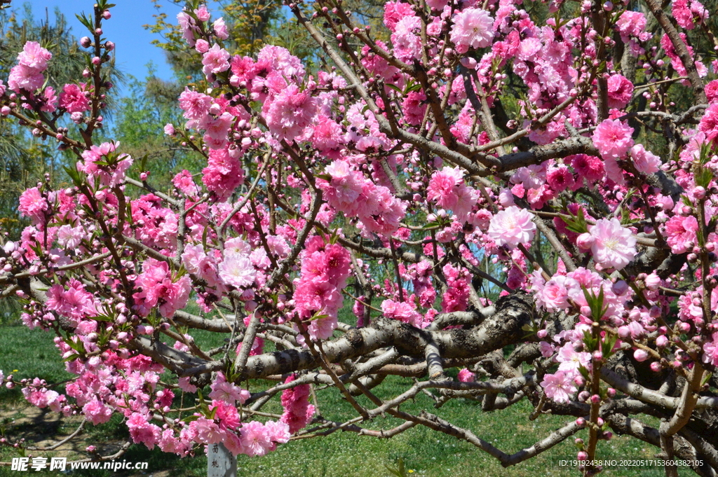碧桃花 