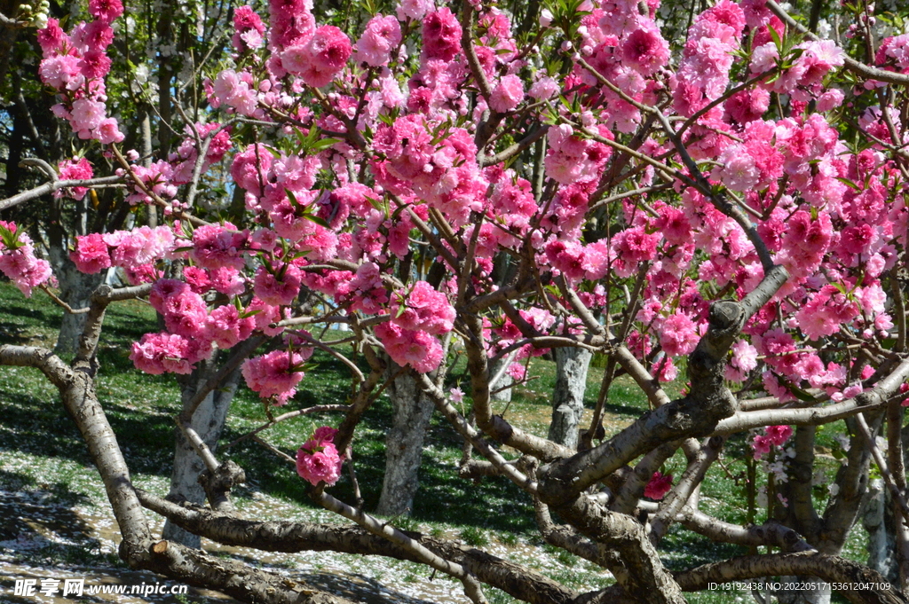 碧桃花 