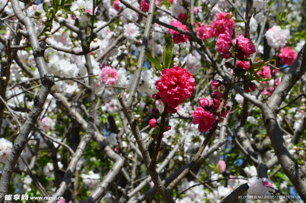 碧桃花 
