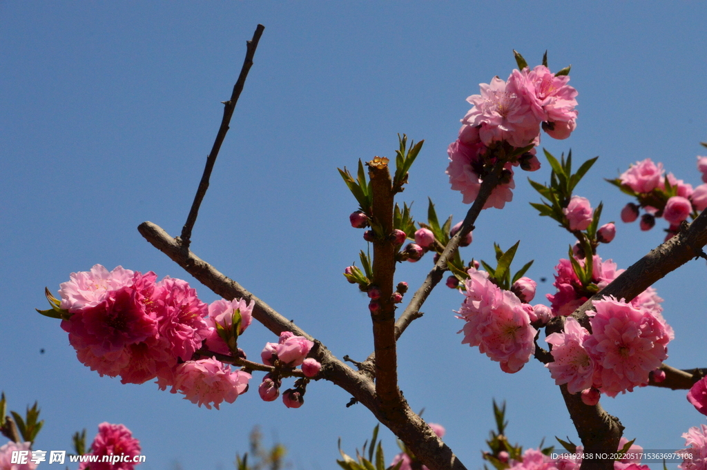 碧桃花