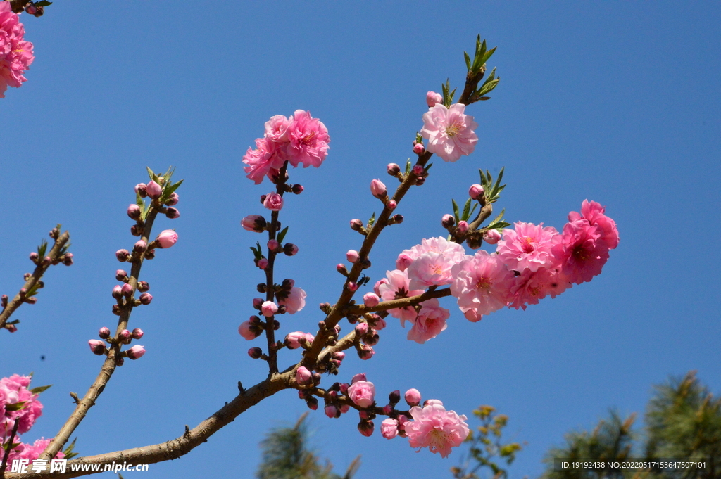 碧桃花