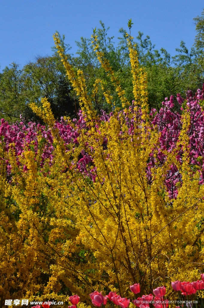 连翘花儿 