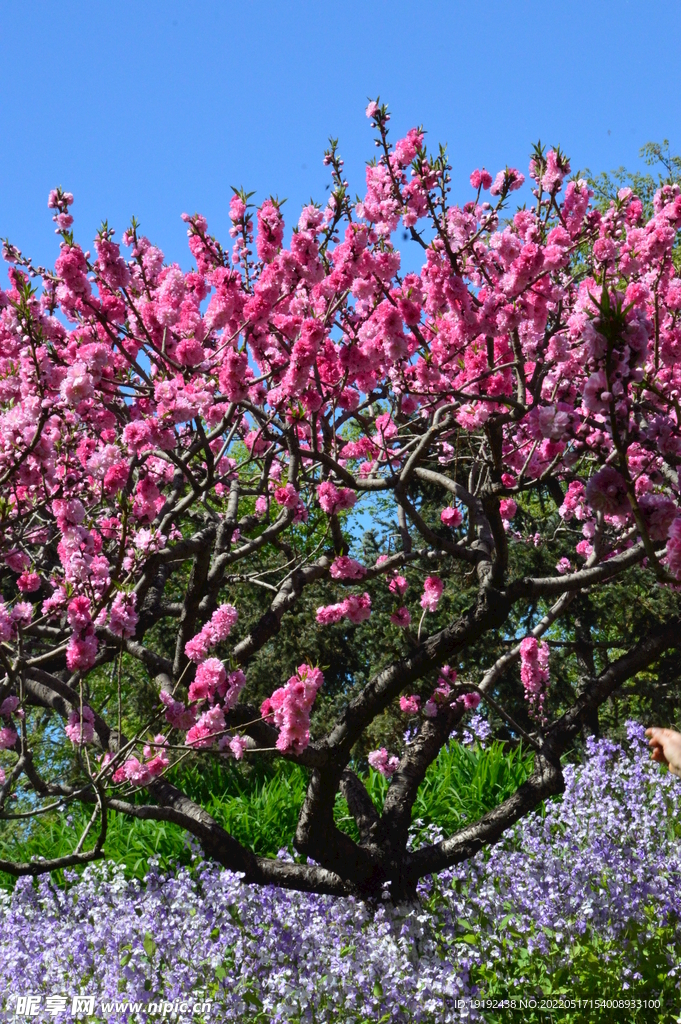 碧桃花 