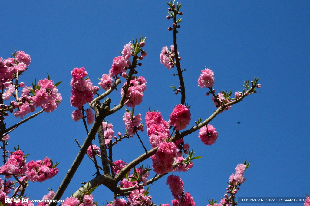 碧桃花