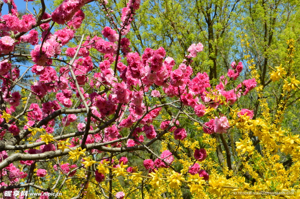碧桃花