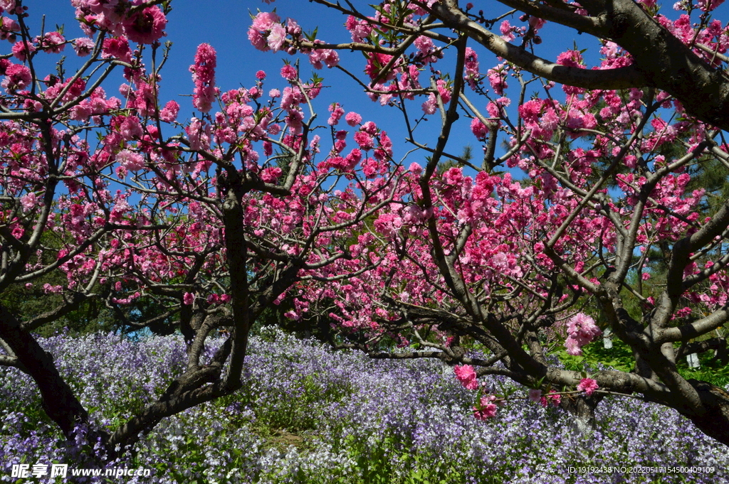 碧桃花 