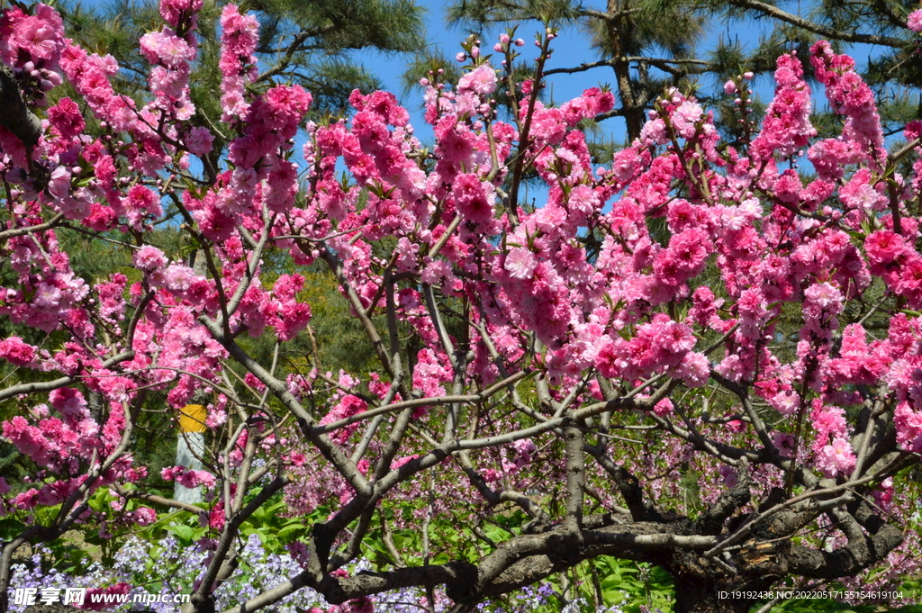 碧桃花 