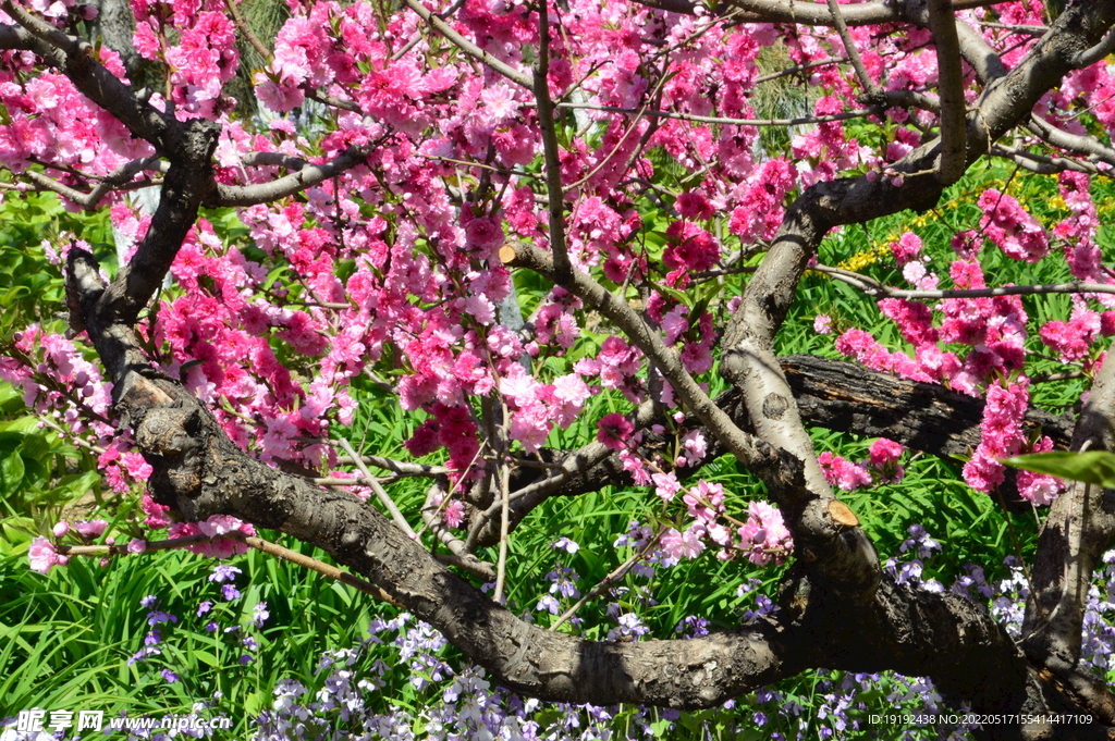 碧桃花
