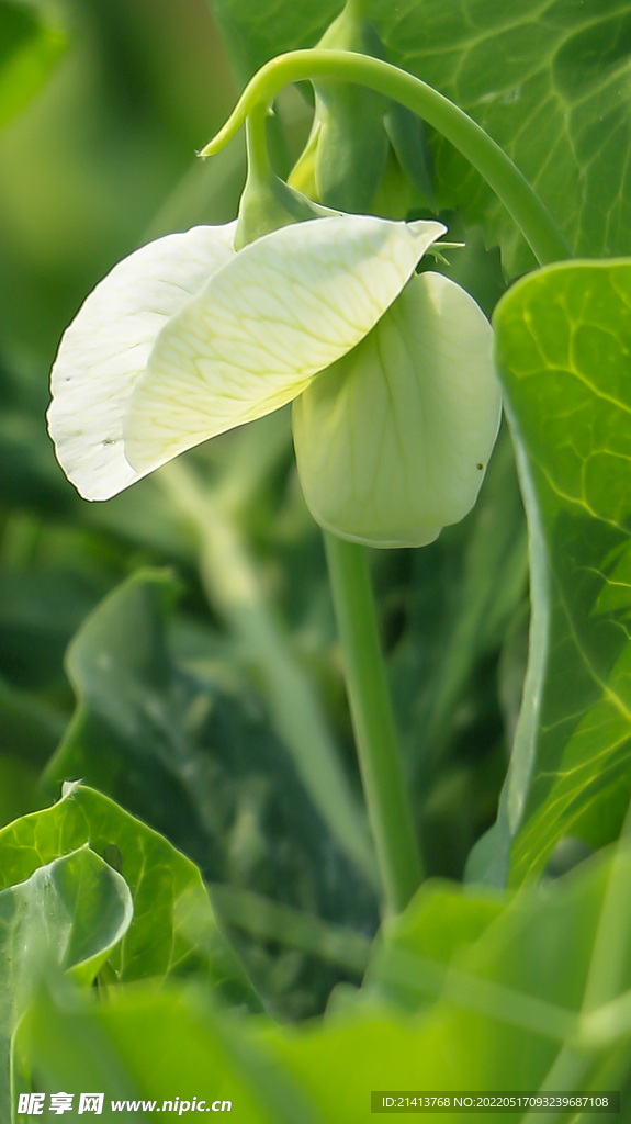 小花豌豆花