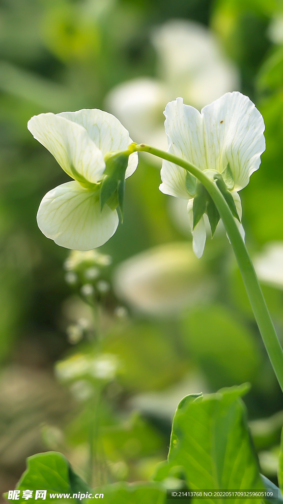 小花豌豆花 