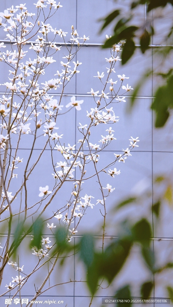木棉花朵花卉