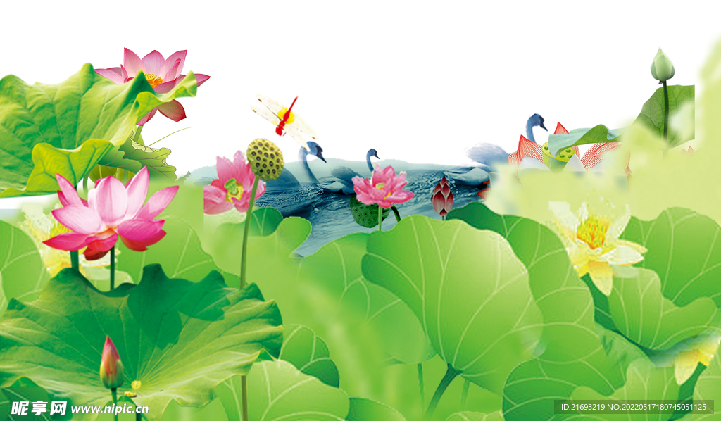 荷花图