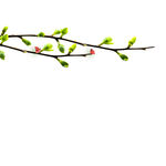 早春枝发芽