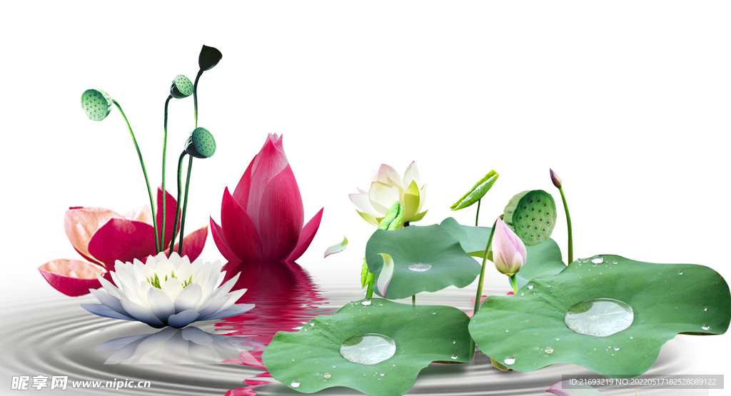 荷花