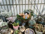 多肉植物盆栽花卉花园