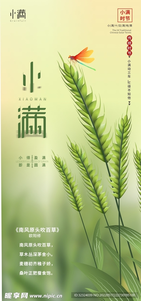 小满   小麦