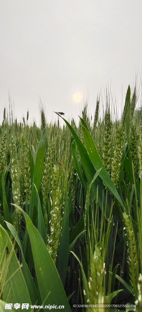 麦苗