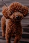 狗