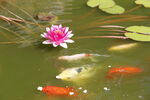 莲花池