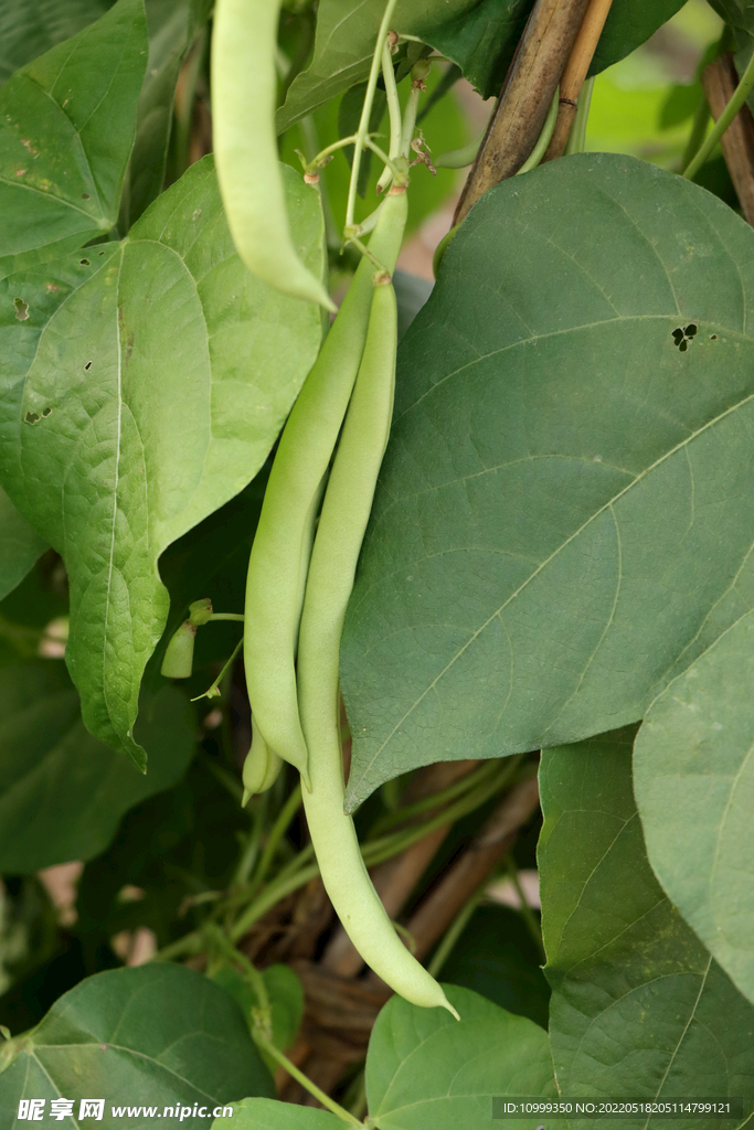 四季豆种植