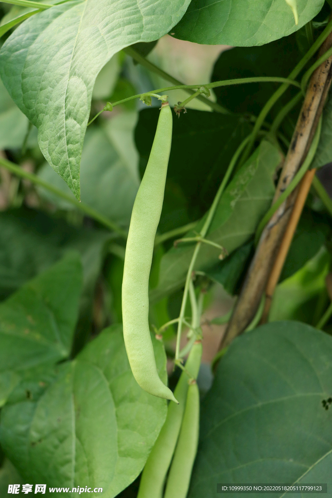 四季豆种植