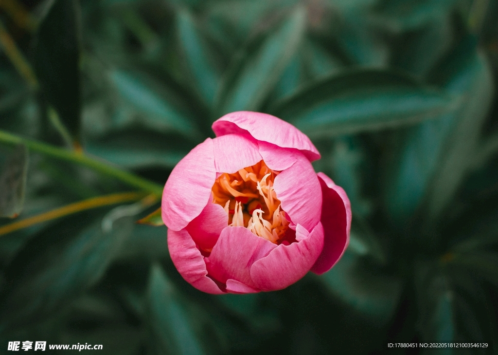 芍药