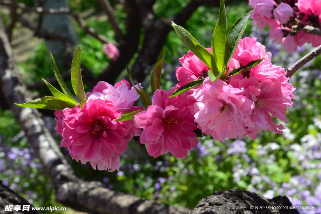 碧桃花 