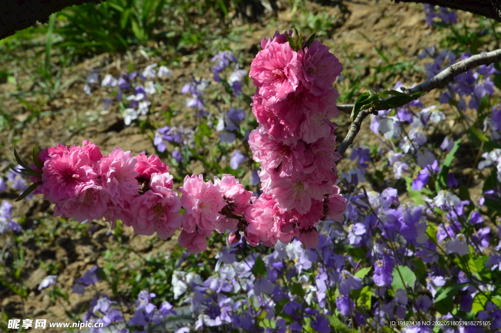 碧桃花