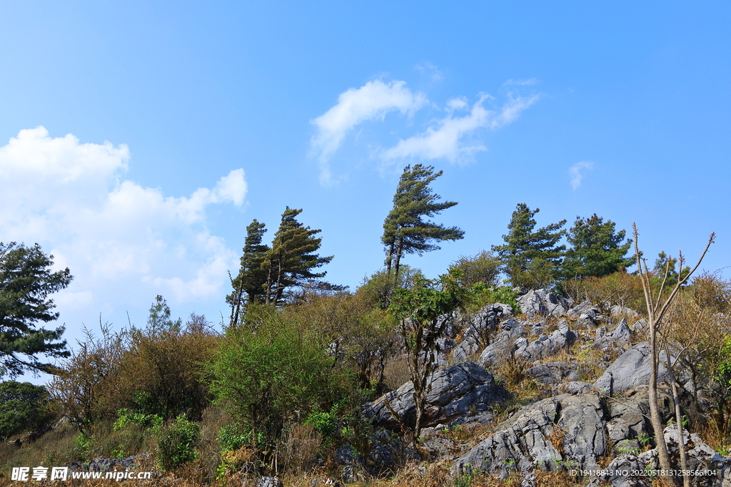 高山之树