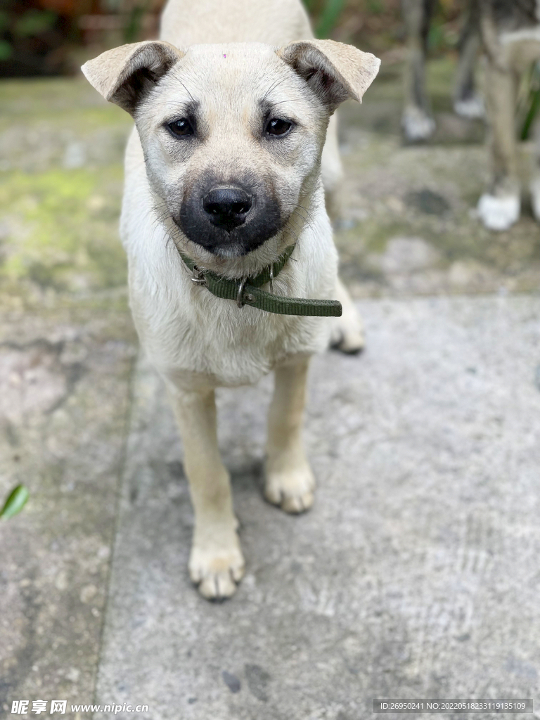 狗
