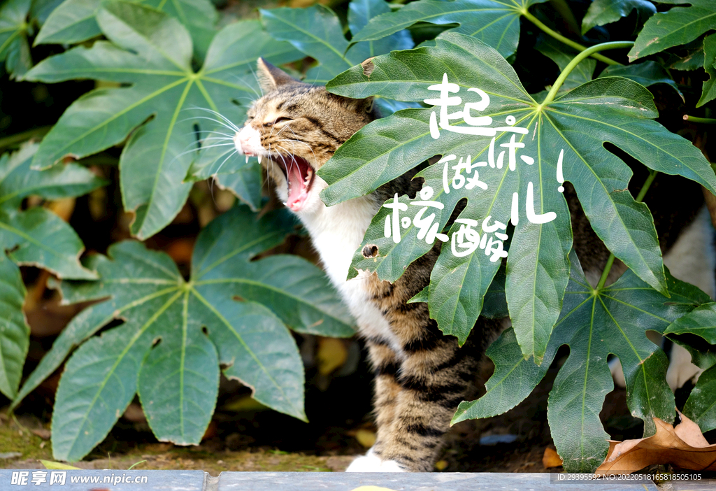 猫咪