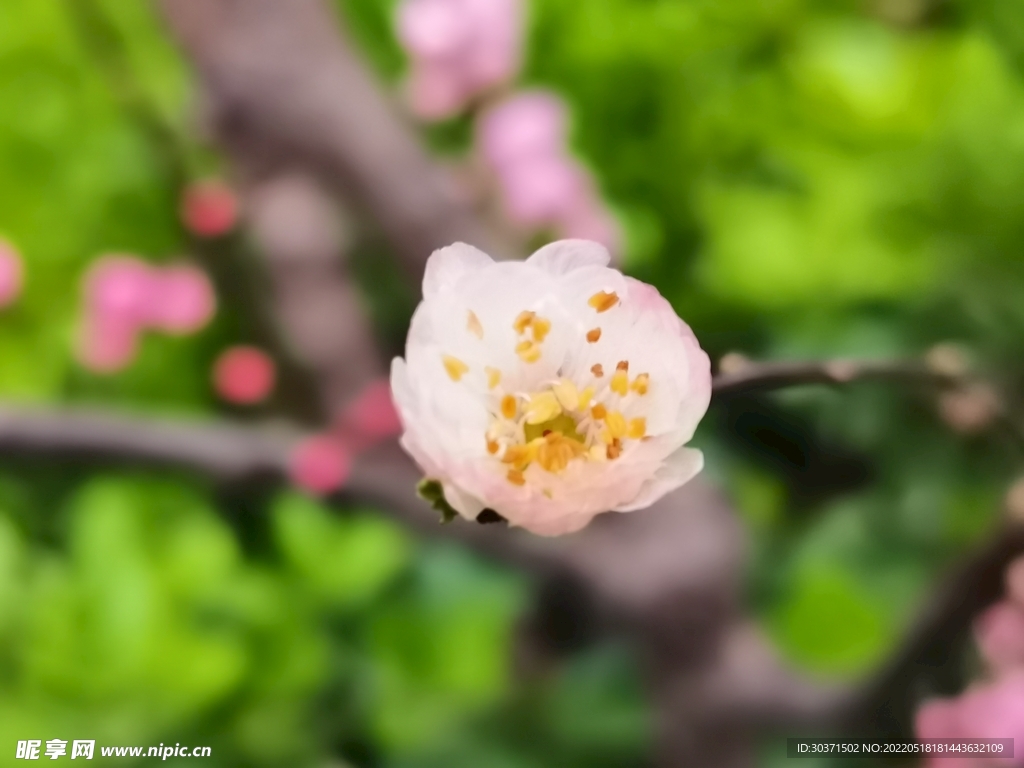 初春小花  春意盎然