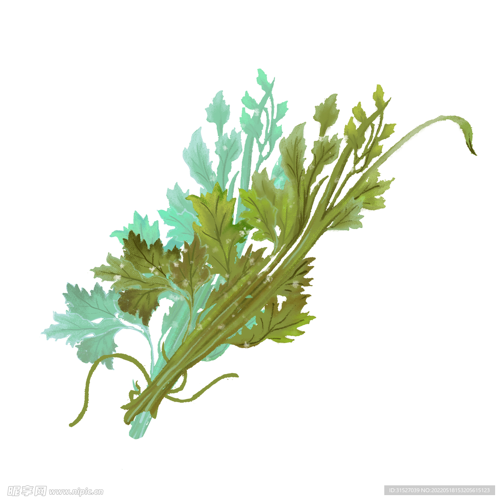 茱萸插画素材