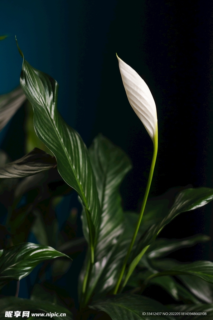 草