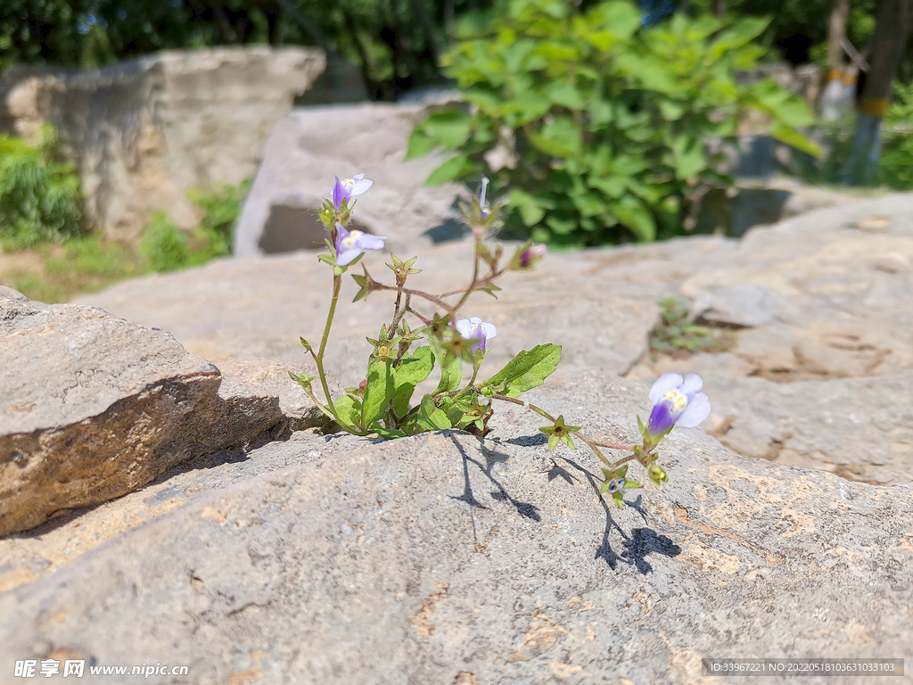 小紫花