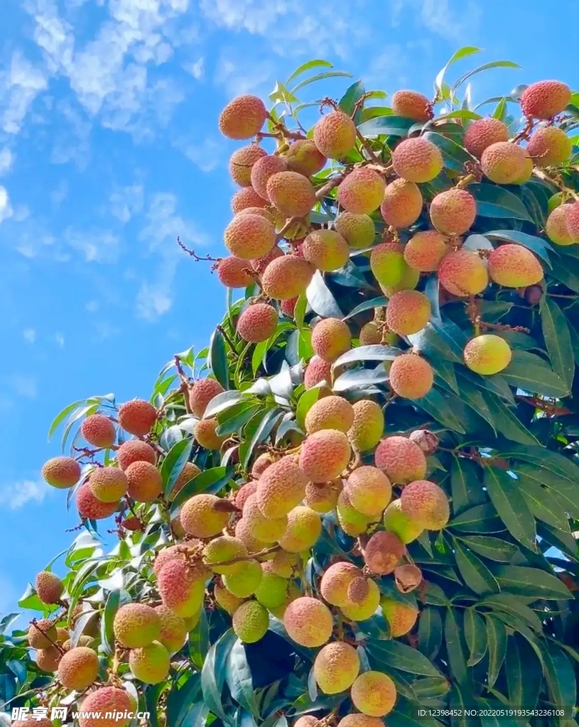 荔枝