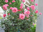 月季花