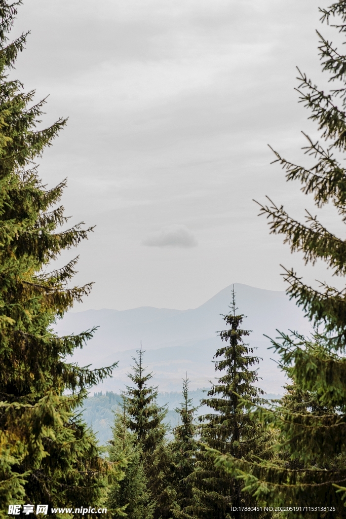 山林