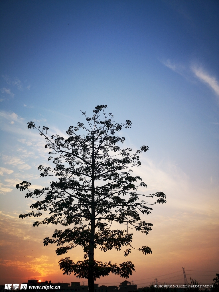 夕阳下的树