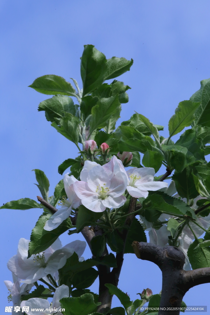 苹果花 