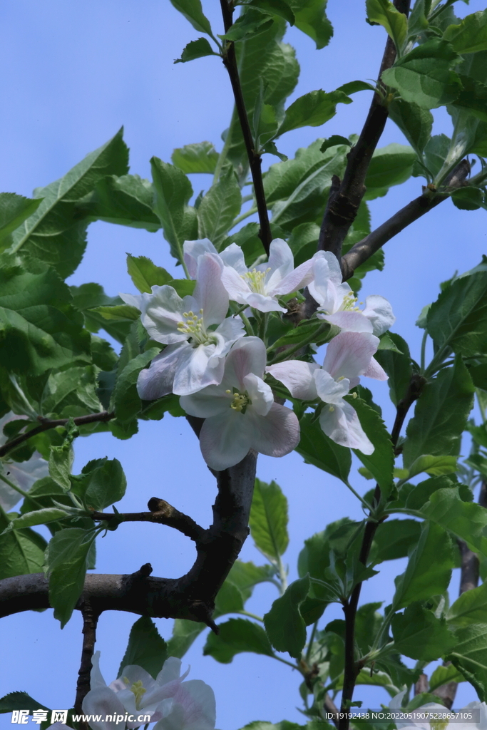 苹果花 