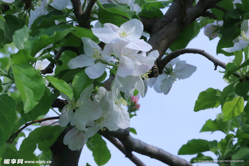苹果花