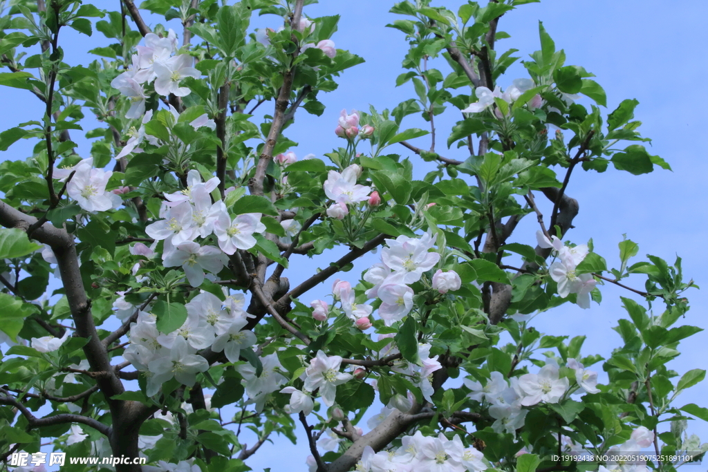 苹果花