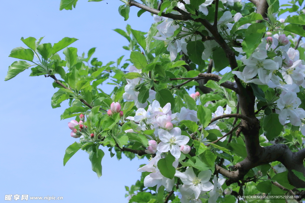 苹果花