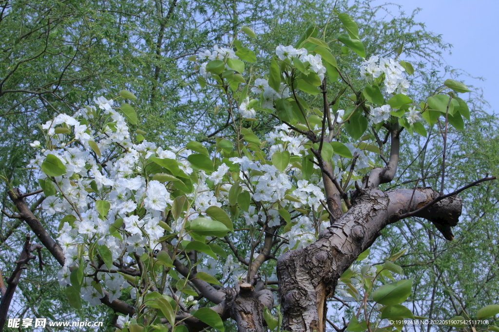 梨花 