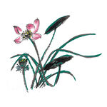荷花