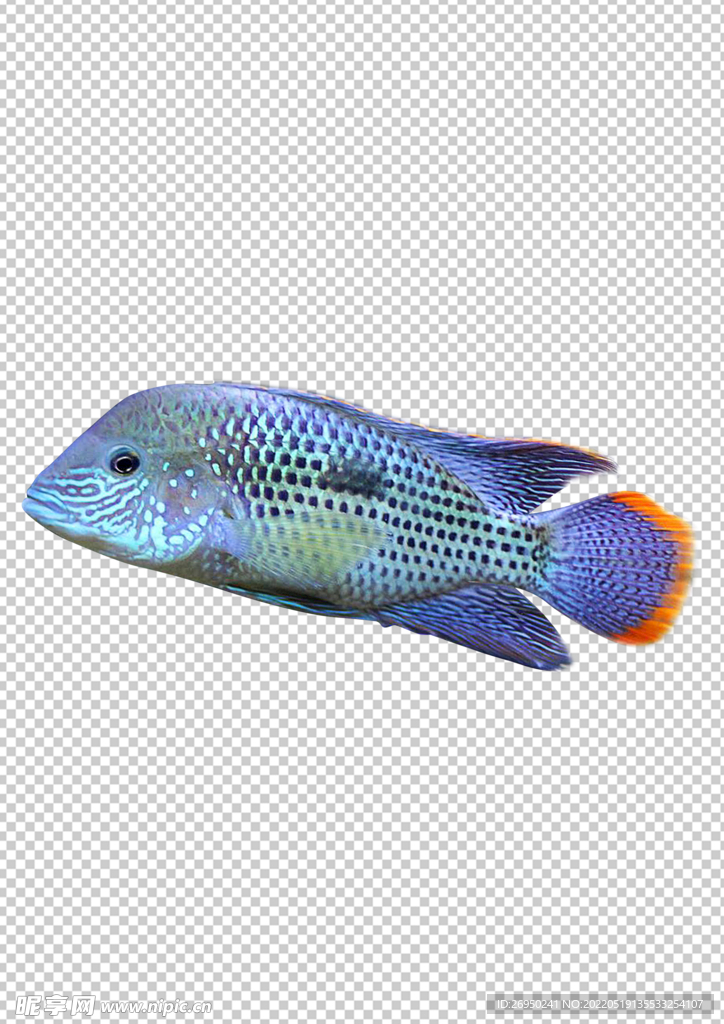 鱼