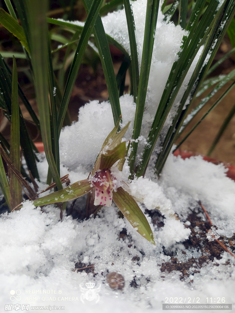 傲雪兰